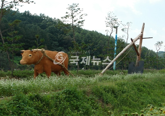 괴산유기농엑스포 '소쟁기 모습 재현'