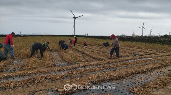 22일 제주도 농축산식품국은 구좌읍에 소재한 마을 수확농가를 방문해 농촌 일손돕기 봉사활동을 전개했다.
