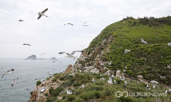 충남 태안군이 최근 ‘궁시도’에 ‘괭이갈매기’가 집단 서식 중인 것을 확인했다고 26일 밝혔다. 사진은 ‘궁시도’ 괭이갈매기 모습.