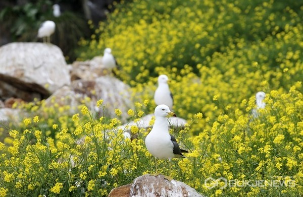 태안 ‘궁시도’에 만개한 유채꽃 단지에서 노니는 괭이갈매기 모습.