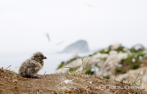 태안 ‘궁시도’에서 최근 부화한 것으로 보이는 새끼 괭이갈매기 모습.