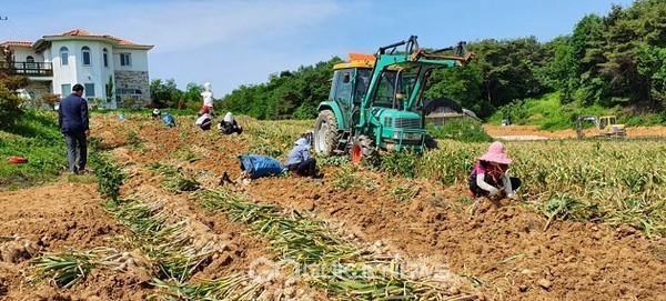 청양군 일해백익 '칠갑산 맛나마늘' 수확하는 모습