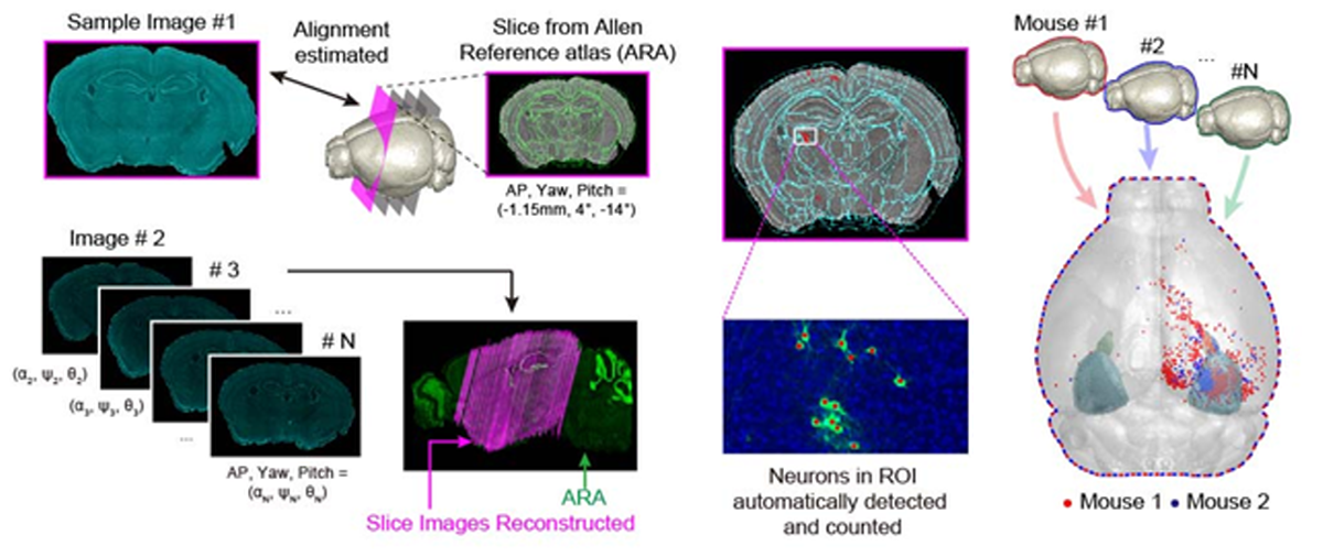 뇌 절편 영상의 3차원 위치 계산 및 투영 과정