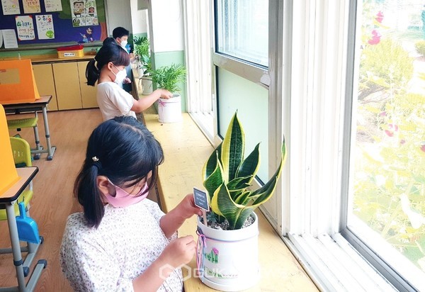 청도 각남초 어린이들이 '공기정화식물 1인 1화분만들기'에 참여해 자신의 화분을 가꾸고 있다(사진=청도 각남초등학교)