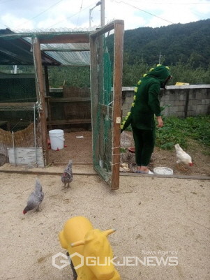 옥대초등학교, ‘동물(닭) 키우기’ 동아리 운영 눈길