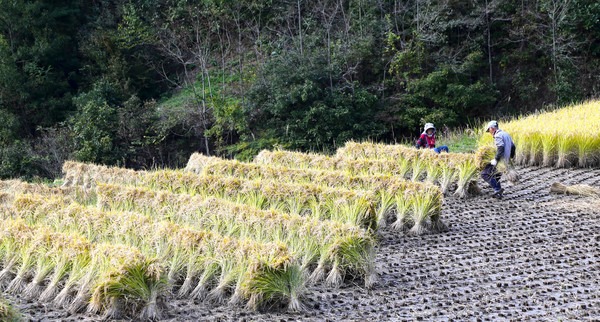 산청군 친환경 쌀 수확 자료사진