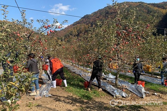 사과수확 일손돕기 모습(사진=중앙동)