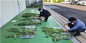 울산해경이 밀반입 양귀비를 조사하고 있는 모습. 