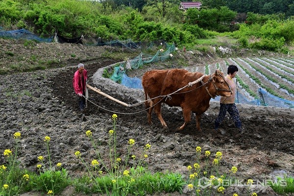 충북 옥천, 다랑논의 소 쟁기질 '워워.. 워이'