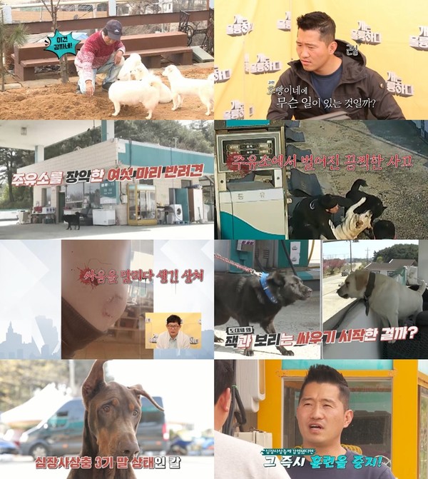 '개는 훌륭하다' 주유소 점령한 반려견 6마리에 강형욱 당황(사진= KBS2)