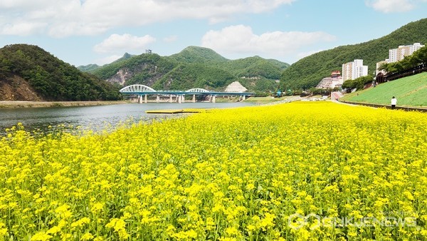 상진리 단양강변 유채꽃밭모습(사진=단양군)