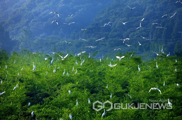 울산 남구 삼호동 철새마을 인근 대나무숲에 모여든 철새들 모습.