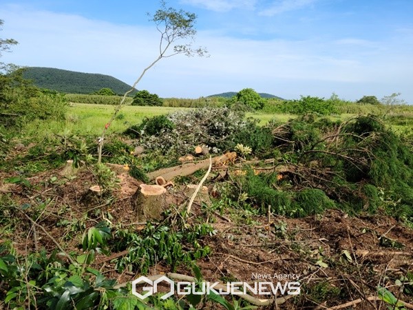 환경훼손 지적이 제기되면서 닷새 만에 공사가 중단되는 등 3년 넘게 공사 재개와 중지를 반복하고 있는 비자림로 확·포장공사