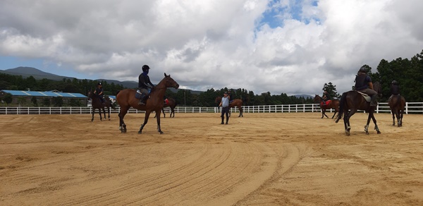 한국마사회 제주목장은 지난 26일부터 오는 10월 16일까지 서귀포산업과학고등학교 3학년을 대상으로 말조련 교육과정을 운영중에 있다