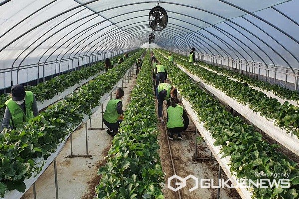 보건복지국 일손지원 모습.(제공=충북도청)