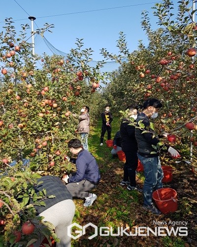 자치행정과 일손지원 모습.(제공=충북도청)