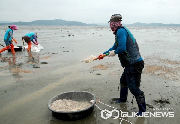 지난해 7월 태안군 근흥면 마금리 바지락어장 내 게르마늄 성분 자갈 살포 모습. (사진 = 태안군 제공)