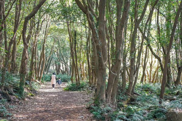 제주 곶자왈.(사진=한국관광공사)