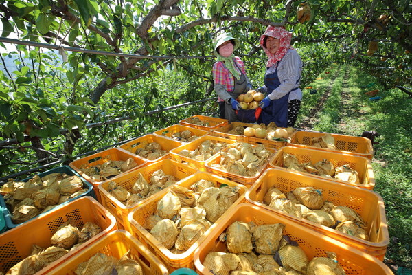 산청군 단성면 입석리 배 수확 자료사진