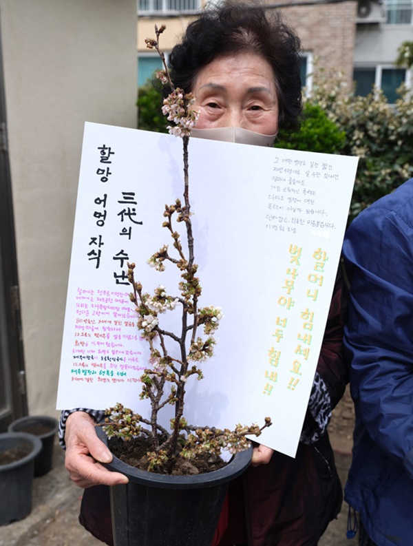 이제 연로해 할머니가 된 ‘제성마을’ 원주민들이 왕벚나무를 다시 살리기 위해 뭐라도 해보겠노라고 마련한 문화행사다.