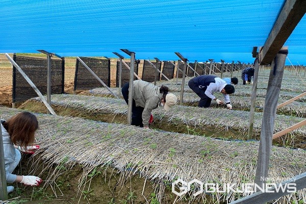 화장품천연물과 직원들의 일손봉사 모습.(제공=충북도청)