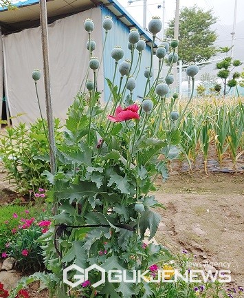 양귀비 불법재배 집중점검 모습(사진=충주시)