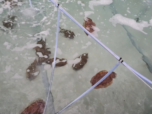 갑오징어 실내 사육 수조. 사진제공=경기도해양수산자원연구소