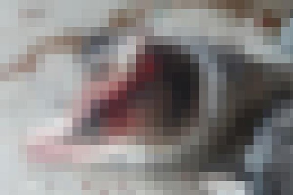 학대 당한채 발견된 복순이.(사진=SNS 캡쳐)