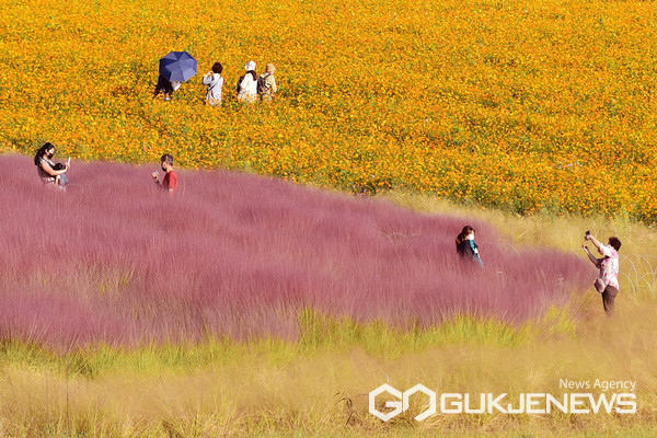 핑크뮬리와 황화코스모스 만개한 안성팜랜드.