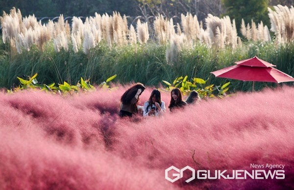 충남 태안 천리포수목원과 신두리 해안사구, 청산수목원 등 주요 관광지들이 한국관광공사 주관 ‘2021년 9월 추천 가볼 만한 곳’으로 선정되며 가을철 힐링여행의 명소로 주목 받고 있다. 사진은 핑크뮬리와 갈대가 환상적인 분위기를 연출하고 있는 남면 청산수목원 모습. (태안군 제공) 