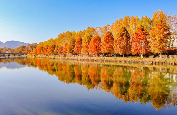 담양 관방제림 (사진출처=한국관광공사) 2022단풍절정시기·명소 '가을여행' 서울근교 드라이브코스 당일치기 1박2일 주말여행 가볼만한곳
