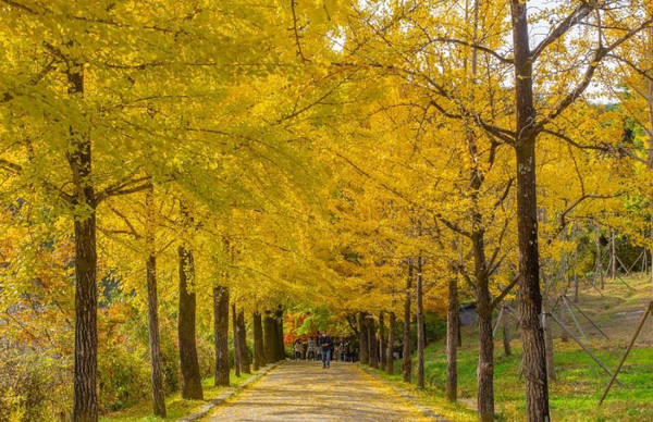 영주 부석사 (사진출처=한국관광공사) 2022단풍절정시기·명소 '가을여행' 서울근교 드라이브코스 당일치기 1박2일 주말여행 가볼만한곳