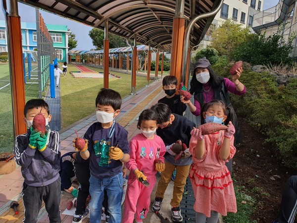 물메초등학교병설유치원은 지난 21일 유치원 화단을 개간한 텃밭에서 원생들이 직접 기른 고구마를 수확했다.[사진=물메초등학교병설유치원]