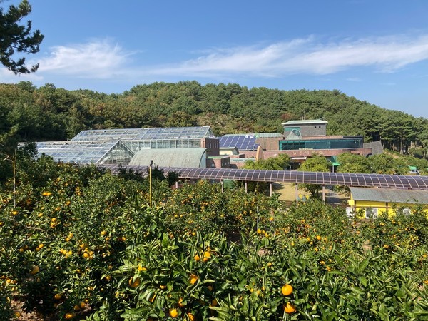 감귤박물관 감귤따기체험장 전경.[사진=서귀포시]
