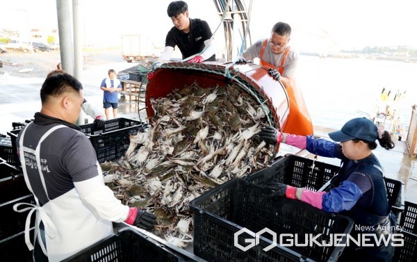 수산자원 산란·서식장 조성 후 지난 8월 꽃게 잡이 모습. (사진 = 태안군 제공)
