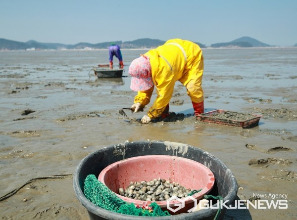 게르마늄 바지락 생산단지 조성사업을 마친 소원면 신덕리 양식장에서 어민들이 지난 4월 게르마늄 바지락을 채취하고 있는 모습. (사진 = 태안군 제공)