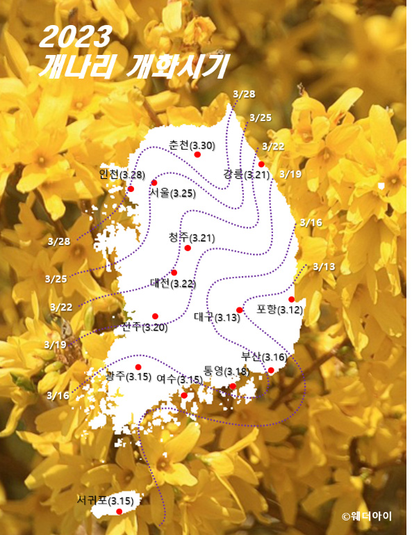 2023년 봄꽃 개나리 진달래 벚꽃 개화시기 절정, 만개일정, 축제구경명소 (출처=웨더아이)