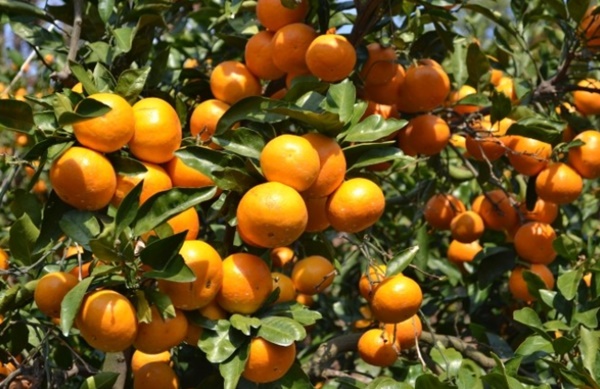 제주시는 고품질 감귤 생산을 확대하기 위해 156억8천만원을 들여 비가림하우스 등 15개 사업에 472농가를 지원한다.[사진=국제뉴스 제주본부 DB]