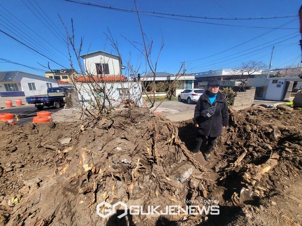 전 제성마을회장인 오면신 제성마을왕벚나무대책위원회 위원장이 뿌리가 일부 제거된 벚나무 앞에서 공사를 몸으로 막아섰다. [사진=문서현 기자]