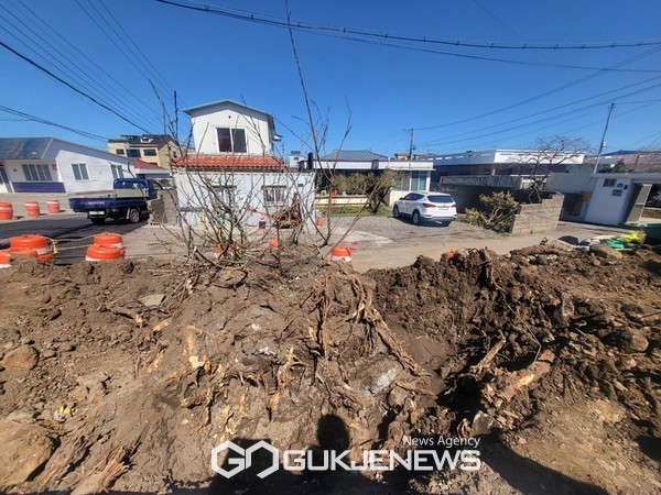 벚나무 그루터기의 뿌리를 곡괭이로 찍으면서 여기 저기 손상된 벚나무 뿌리들.[사진=문서현 기자]