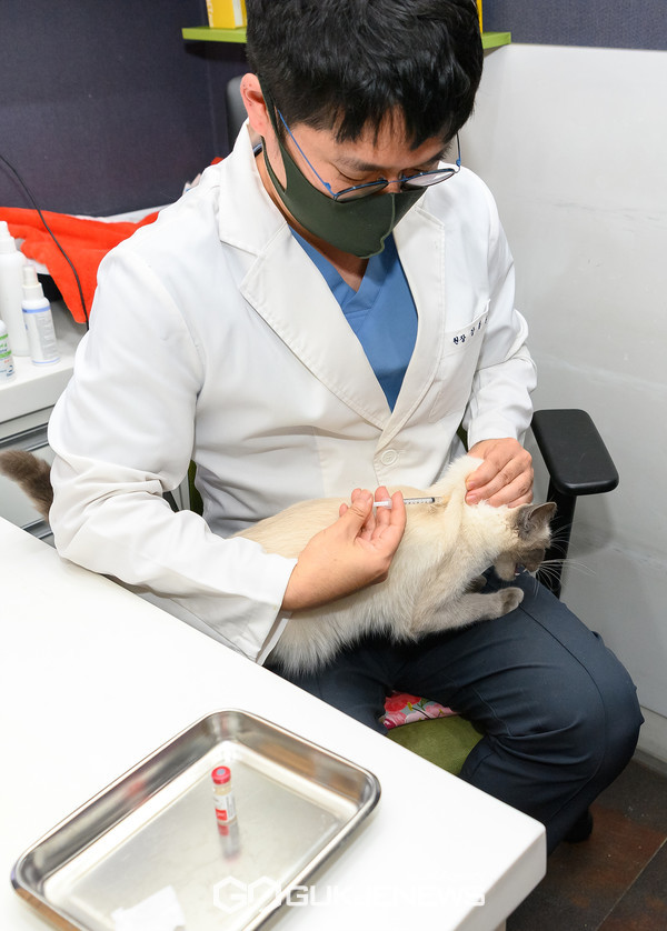 양천구 관내 지정 동물병원에서 광견병 예방접종중인 고양이 [사진=양천구청]