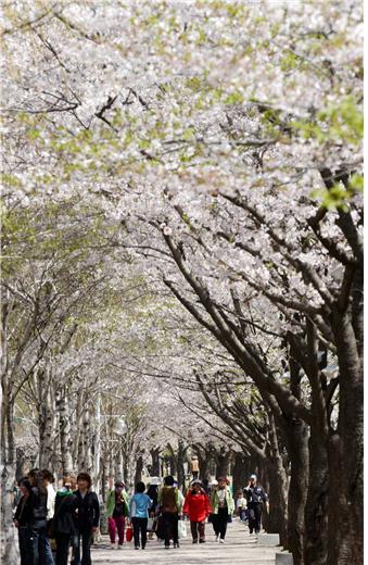 인천대공원 벚꽃