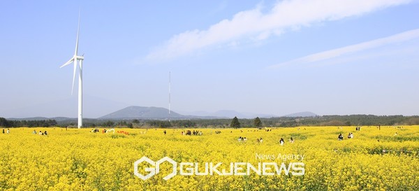 오는 31일부터 4월 2일까지 서귀포시 표선면 가시리에서는 ‘제40회 서귀포 유채꽃 축제’가 열린다.[사진=서귀포시청]