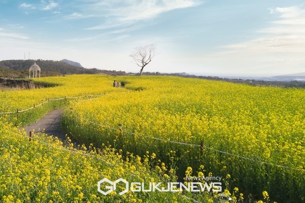 제주신화월드에 조성된 신화가든의 유채꽃은 3월말 만개해 4월까지 느긋하게 유채꽃을 즐길 수 있는 늦은 유채꽃 명소다.[사진=제주신화월드]