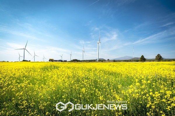 가시리 조랑말체험공원 내 유채꽃광장에서도 31일부터 4월2일까지 유채꽃 축제가 열린다.[사진=제주관광공사]