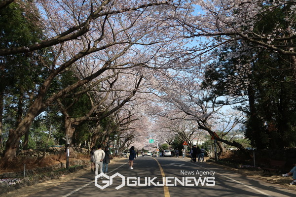 애월읍 장전리에서 25일부터 26일까지 이틀간  ‘제5회 장전리 왕벚꽃 축제’가 열린다.[사진=제주관광공사]