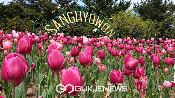 서귀포시 상효원에서는 알록달록 장관을 이루는 튤립축제가 지난 4일부터 오는 4월9일까지 열린다.[사진=제주관광공사]