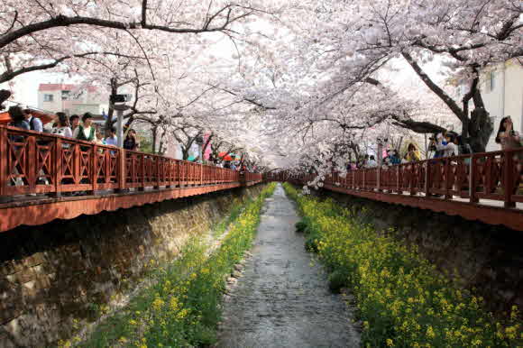 (사진제공=창원시) 벚꽃 명소 진해 여좌천 전경. 자료사진.