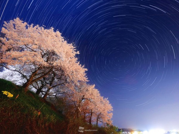 일본 벚꽃개화시기 만개 장소 (웨더뉴스 제공)