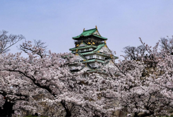 일본 오사카 벚꽃개화시기 만개 장소위치 (웨더뉴스 제공)